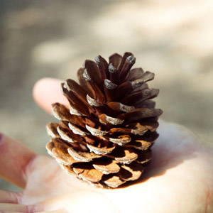 Pine cone